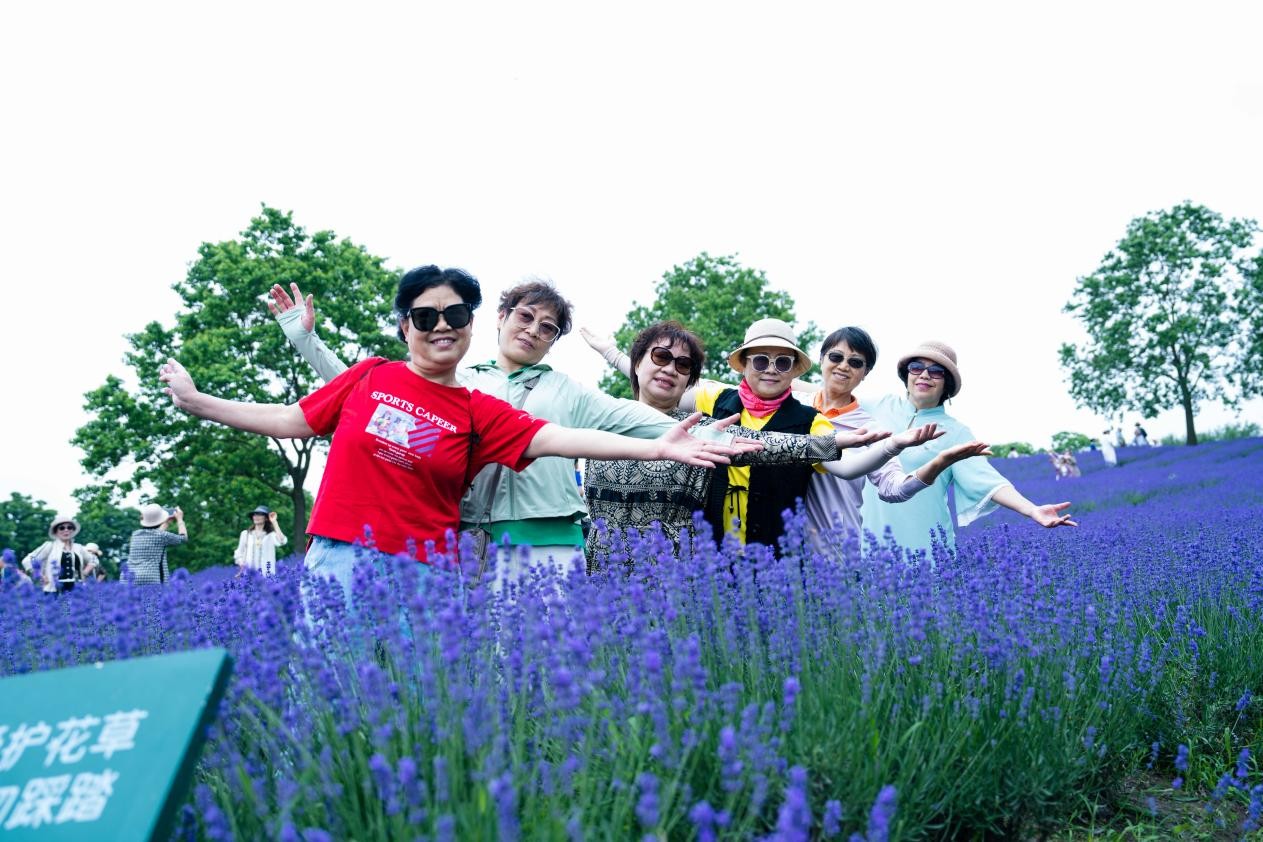 走马观花“紫”为这一刻！800余名市民徒步体验上海薰衣草节