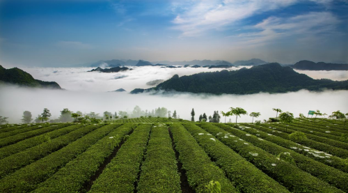 桑植白茶广告词征集大赛即将截稿，最高3万元奖金等你拿!