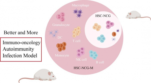 重建人类免疫系统（T细胞B细胞髓系细胞）模型集萃药康自主研发NCG-M