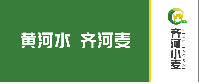 山东省德州市齐河小麦：黄河岸边好“丰”光