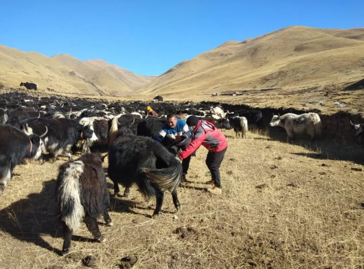 中华财险四川分公司加强牦牛的资源化利用和保障