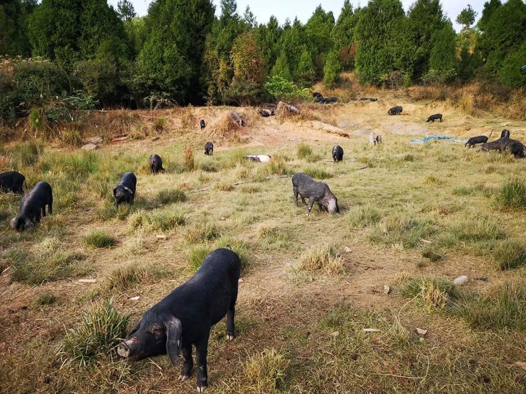 跑山猪养猪场图片